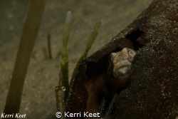 Is it safe to come out? Goby hides in a broken off kelp f... by Kerri Keet 